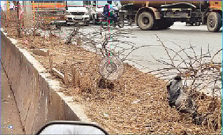 दुभाजकावरील झाडे वाळली; निगा राखण्याकडे महापालिकेचे दुर्लक्ष