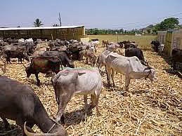 जनावरांच्या बाजारात मंदी! वाढत्या यांत्रिकीकरणाने बैल, खेचर, गाढवांना मागणी घटली