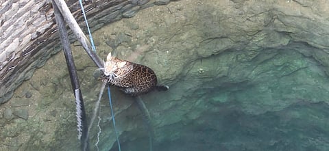 विहिरीत पडलेल्या बिबट्याची सुटका; बेल्हे येथील घटना