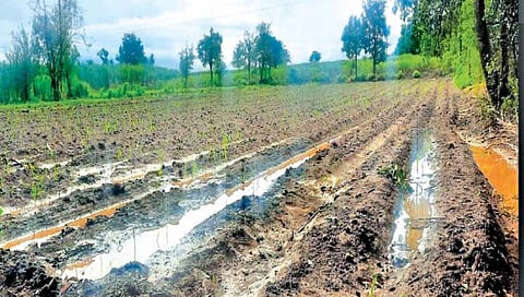 राहुरीच्या पूर्व भागात पावसाची हजेरी