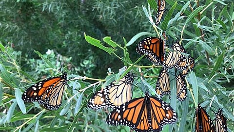 महादरे(सातारा) : फुलपाखरू संवर्धन क्षेत्र
