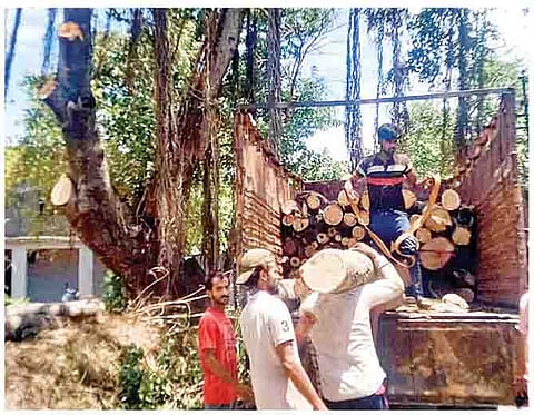 पुणे : बांधकाम विभागाची वृक्षतोडणी थांबविली