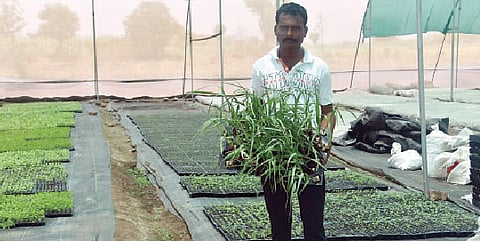 कोर्हाळे येथील अजित पोमणे यांनी शेडनेटगृहात तयार केलेली चांगल्या प्रतीची रोपे.