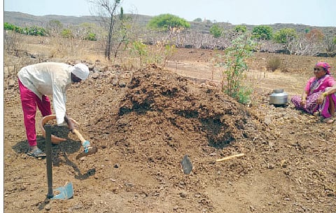 दिवे परिसरातील अंजीरबागेत शेणखत टाकताना शेतकरी.