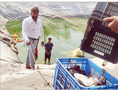 दिवे परिसरात शेततळ्यातील सुरू असलेली मासे विक्री.