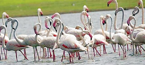 फ्लेमिंगो पळसनाथांच्या दारी; पाणीसाठा कमी झाल्याने मुक्त वावर