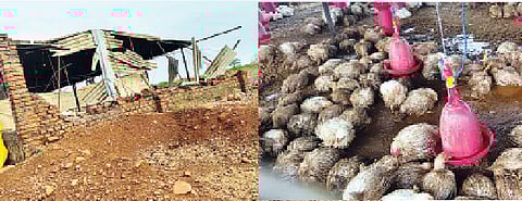 उंडवडी सुपे येथील शेतकरी सुमन चांदगुडे यांच्या पोल्ट्री शेडचे वादळी पावसाने झालेले नुकसान व मृत पक्षी.