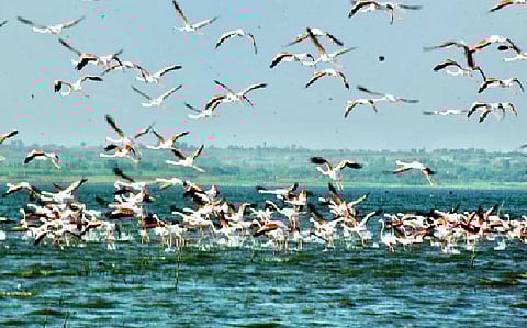 परतीच्या प्रवासासाठी फ्लेमिंगो एकवटले; धरण परिसरात मान्सूनपूर्व वातावरण