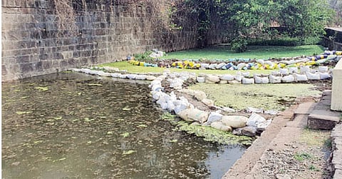 राजमाता जिजाऊ कुंड परिसरात तयार केलेला रिड बेड.