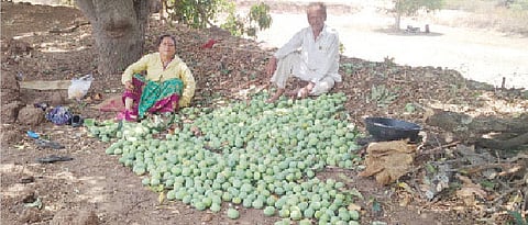 गावरान आंब्याची प्रतवारी करताना शेतकरी दयानंद फडतरे पत्नीसोबत.