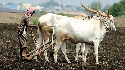 नगर : बळीराजाला पावसाची चातकासारखी आस