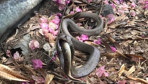 फोटो ओळ : कोरेगाव भीमा (ता. शिरुर) येथे विषारी नागाने गिळलेला घोणस.