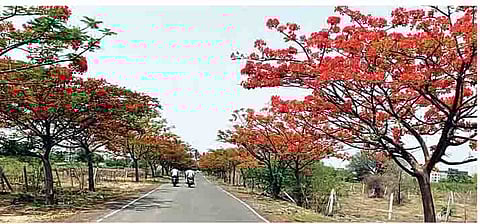 बारामती : हजारो झाडांनी निर्माण केली शीतल छाया