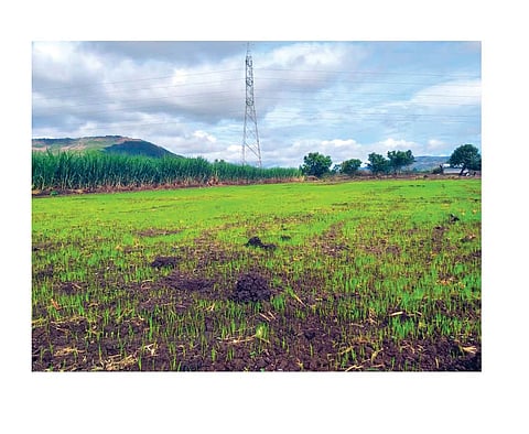 पिंपरी : पावसाने ताण दिल्याने शेतकरी चिंतेत