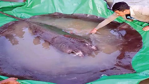 गोड्या पाण्यातील सर्वात मोठा मासा