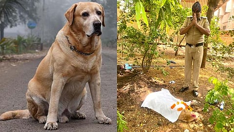 सांगली : पोलीस दलातून निवृत्त झालेल्या ‘मार्शल’ श्वानाचे निधन