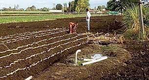 उसाच्या लागण्या सुरू; पाऊस गायब, शेतकरी पावसाच्या प्रतीक्षेत