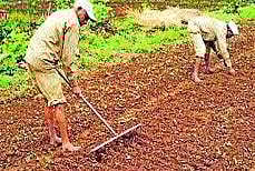 मुळशीतील शेतकर्यांपुढे भात बियाणे वाचवण्याचे आव्हान; पावसाने दडी मारल्याने भातशेती अडचणीत