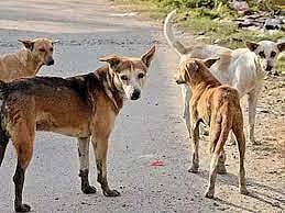 पानशेत भागात मोकाट कुत्र्यांचा सुळसुळाट