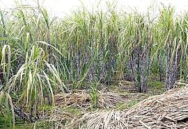 श्री छत्रपतीचे ऊस लागवड धोरण जाहीर; एक जुलैपासून लागवडीस परवानगी