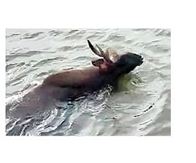 पाण्याच्या शोधात रानगवा पडला शेततळ्यात