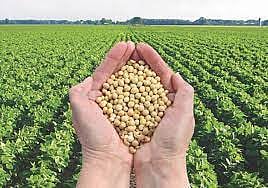 कृषी विभागाची भिस्त घरच्या बियाण्यांवरच; ‘महाबीज’चे सोयाबीन बियाणे तपासणीत नापास झाल्याचे स्पष्ट