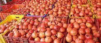 डाळिंब, सीताफळाला पावसाची प्रतीक्षा; फळांच्या दर्जात घसरण