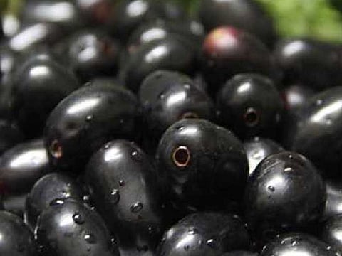 कर्नाटक जांभळे पथ्यावर; स्वस्त असल्याने पल्प उद्योगासाठी उद्योजकांकडून खरेदी