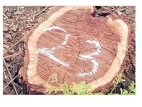 झाडांचा सांभाळ, मनपाची तारांबळ