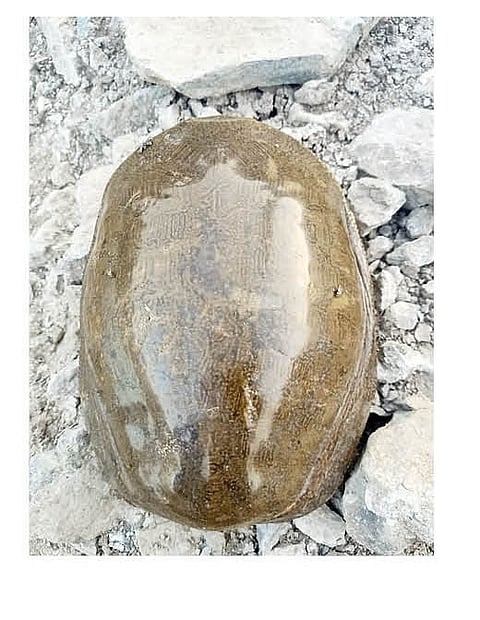 तोंडात गळ अडकलेल्या कासवाला मिळाले जीवदान