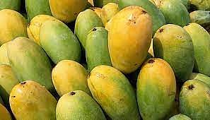 बदलत्या हवामानामुळे केसरचे उत्पादन घटले