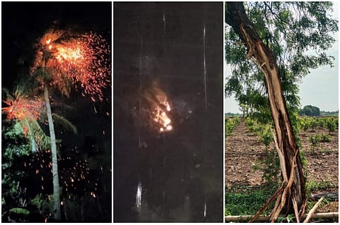 बावडा (ता. इंदापूर) येथे गुरुवारी दोन ठिकाणी वीज कोसळून नारळाची झाडे भस्मसात झाली. तिसऱ्या घटनेत लिंबाच्या झाडाचे नुकसान झाले.