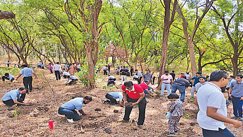नाशिक : देवराई येथे वनमहोत्सवानिमित्त बांबूलागवड करताना नाशिककर.