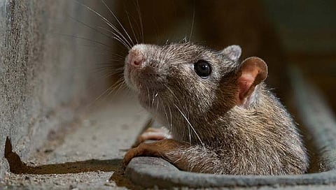 ऐकावं ते नवलच! चक्क उंदरांनी १० तोळे सोने पळवले, पोलिसांनी गटारातून केले जप्त