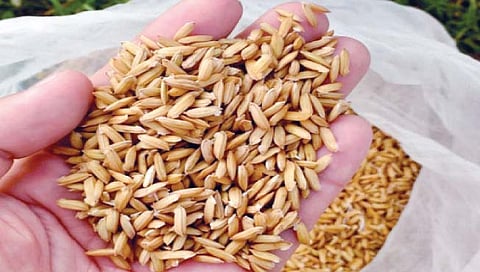 पारंपरिक भात बियाण्यांना वाढती मागणी