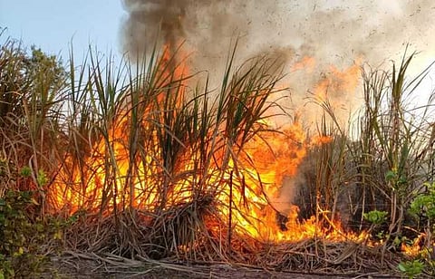 गुनाट येथे पाच एकर ऊस जळून खाक