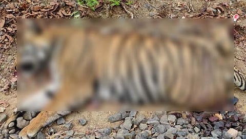 Train hit the tiger : गोंदिया : रेल्वेच्या धडकेत वाघाचा मृत्यू