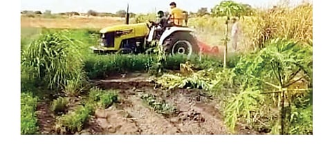 वाळकी : शेतजमिनीचा ताबा घेण्यासाठी उभा पिकात घातला नांगर.