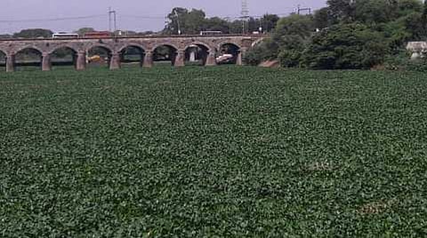 पिंपरी : नदीतील जलपर्णीवर 43 लाखांचा खर्च