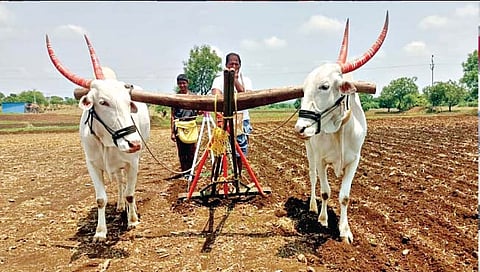 अक्कलकोटमध्ये 40 टक्के पेरण्या प्रलंबित