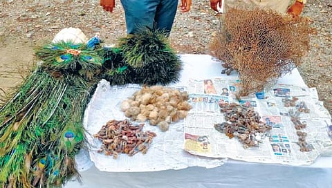 सोलापूर : प्राण्यांच्या अवयवांची विक्री करताना कारवाई