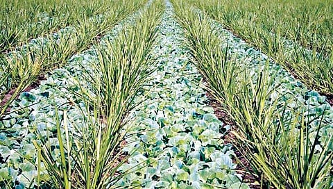 पर्याय उसातील आंतरपिकाचा