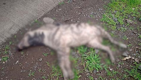 औरंगाबाद : वाहनाच्या धडकेत तरसाचा मृत्यू; अजिंठा वन परिक्षेत्रातील दुसरी घटना