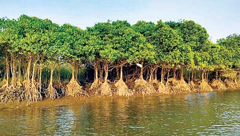 रत्नागिरी : पर्यटनाची नवी संकल्पना ‘कांदळवन गाव’