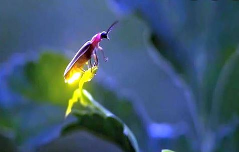 औरंगाबाद : ‘या काजव्यांनो’ परत फिरा रे…