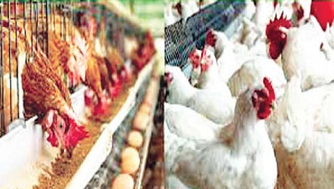 कोल्हापूर : ‘श्रावणा’ च्या आधी ‘गटारी’ सेलिब्रेशन; खवय्यांची मटण, चिकन खरेदीला गर्दी, गावरान 500 तर ब्रॉयलर…