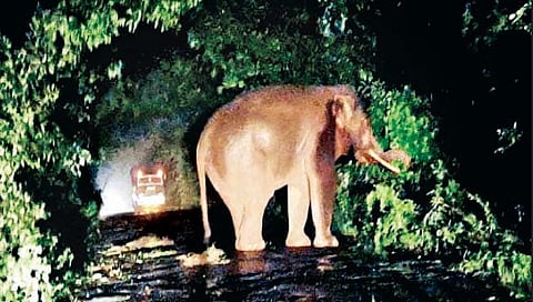 गवसेत टस्करचा धुमाकूळ; शेडसह 3 वाहनांचेे नुकसान