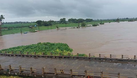 कोल्हापूर : पंचगंगा नदीच्या लहान पुलावर अडकलेला केंदाळ ठरतोय सेल्फी पॉईंट