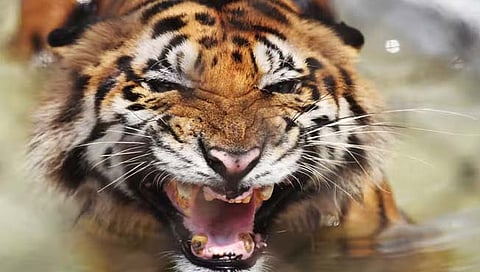 गडचिरोली : वाघाच्या हल्ल्यात शेतकरी ठार