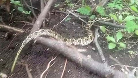 सोलापूर : मानवी वस्तीत आलेल्या घोणसाला सोडले निसर्गाच्या सानिध्यात